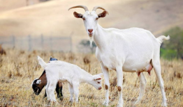 三只羊吃瓜爆料,揭秘娱乐圈最新爆料背后的真相