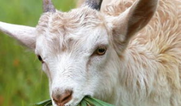 三只羊吃瓜爆料,揭秘娱乐圈最新爆料背后的真相